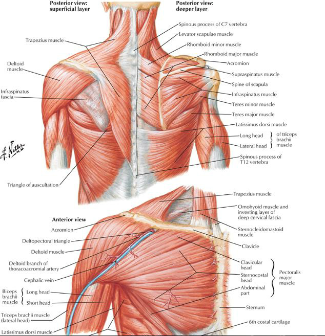 Image result for shoulder muscles